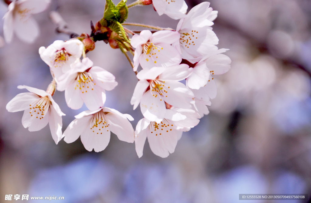 樱花