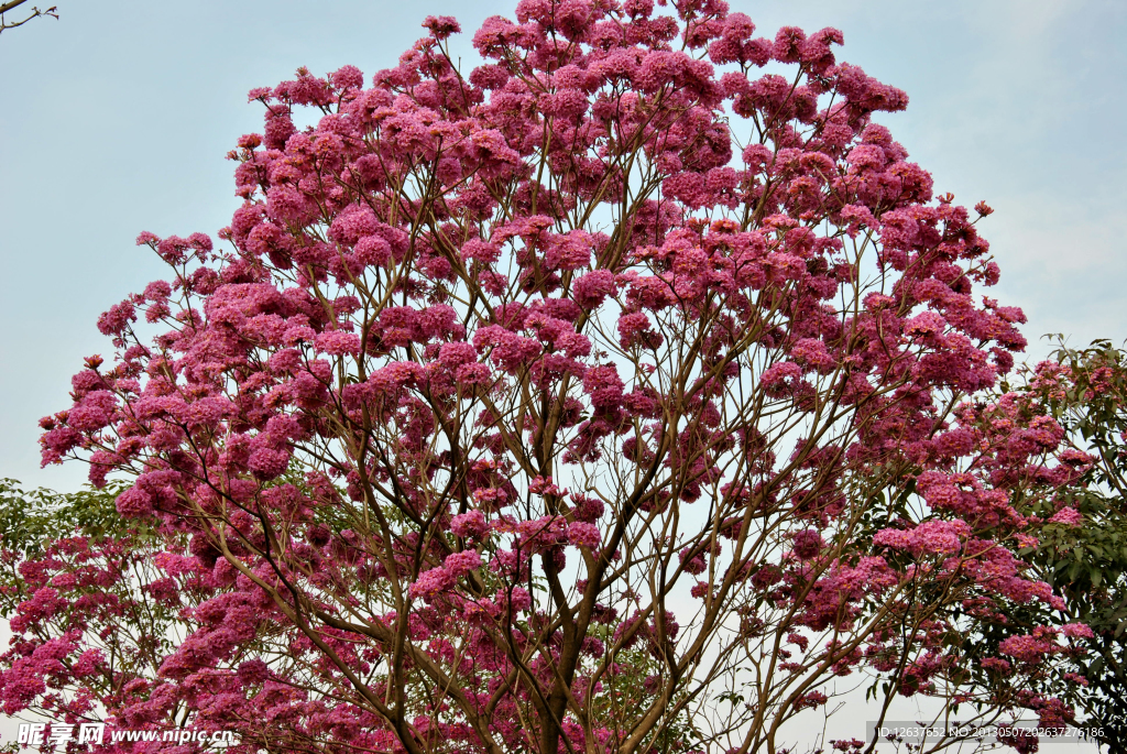 繁花