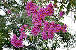 紫薇花