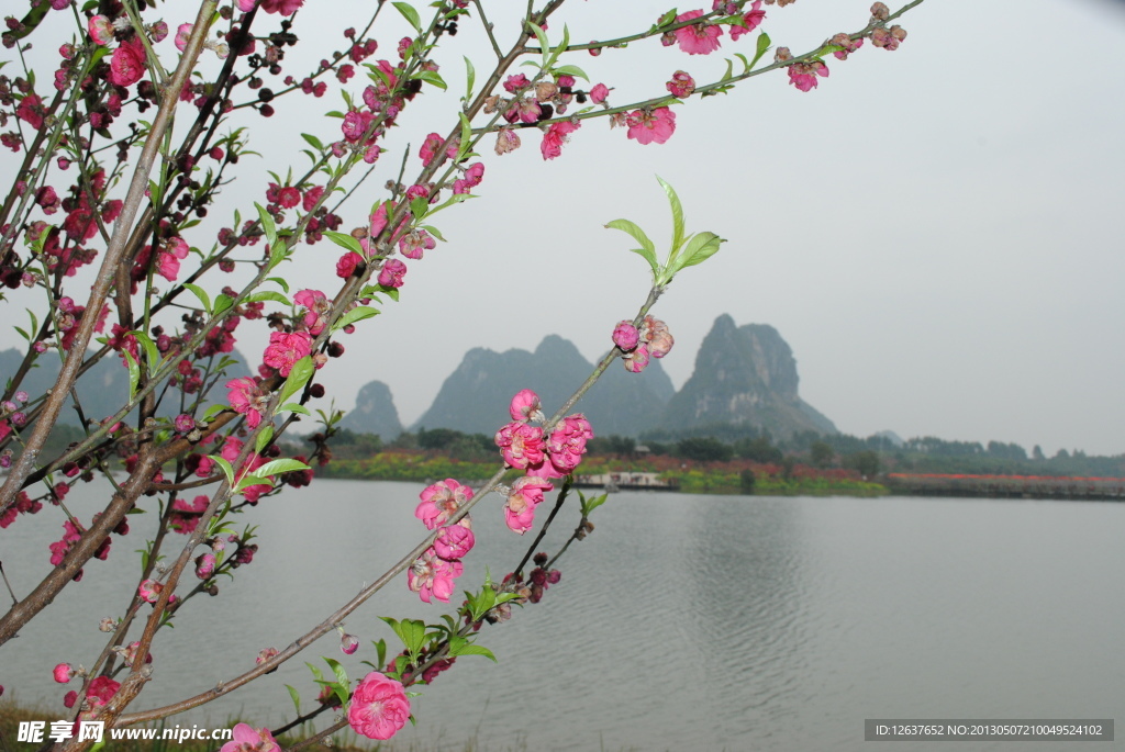 桃花