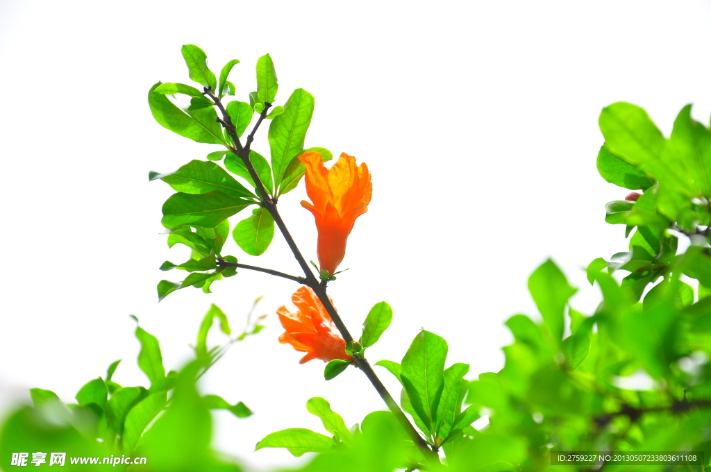 石榴花