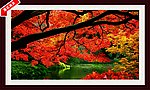风景画 红枫叶 山水