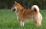 小黄狗