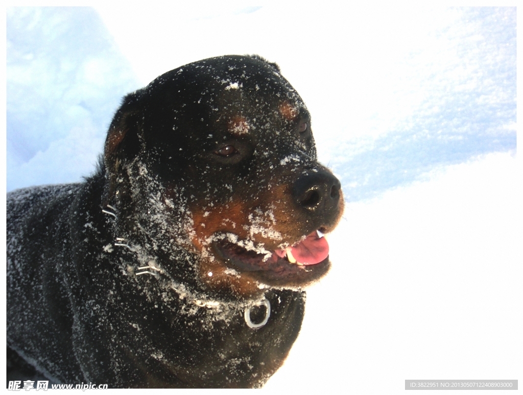 雪地狗