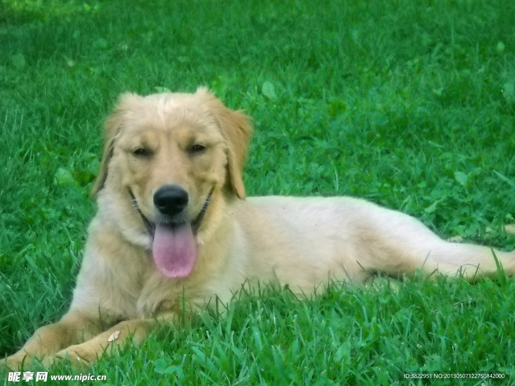 导盲犬