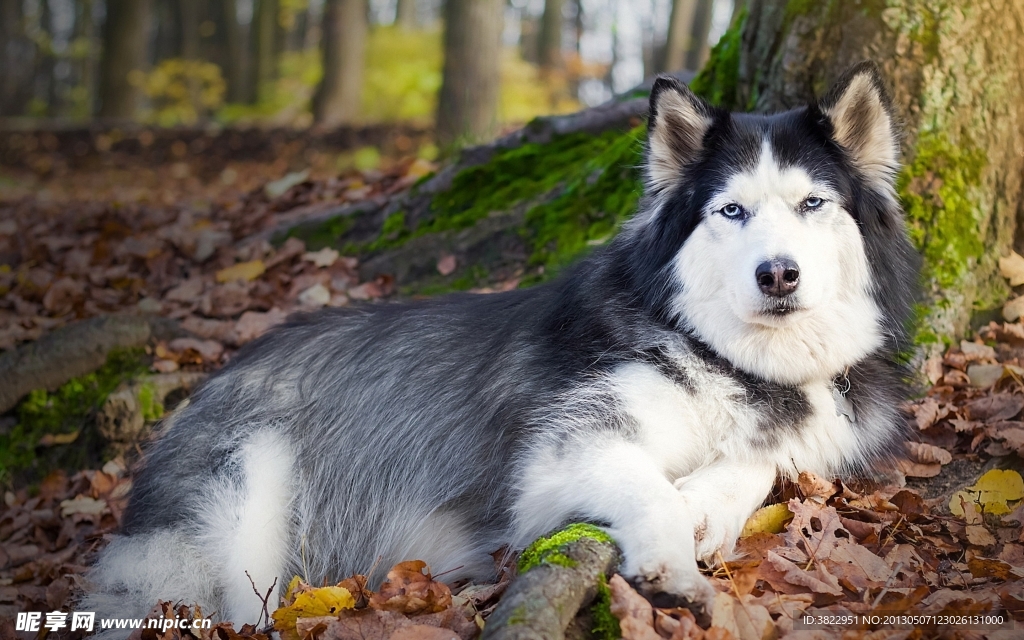 牧羊犬