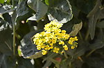 油菜花