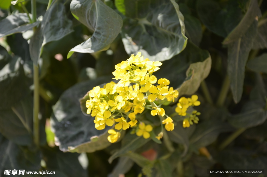 油菜花