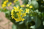 油菜花