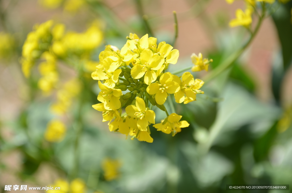 油菜花