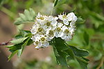 山楂花