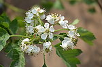 山楂花