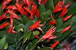 假昙花