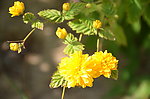 重瓣棣棠花