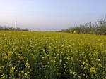 菜花