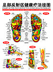 足部反射区挂图