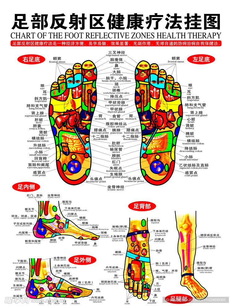 足部反射区挂图