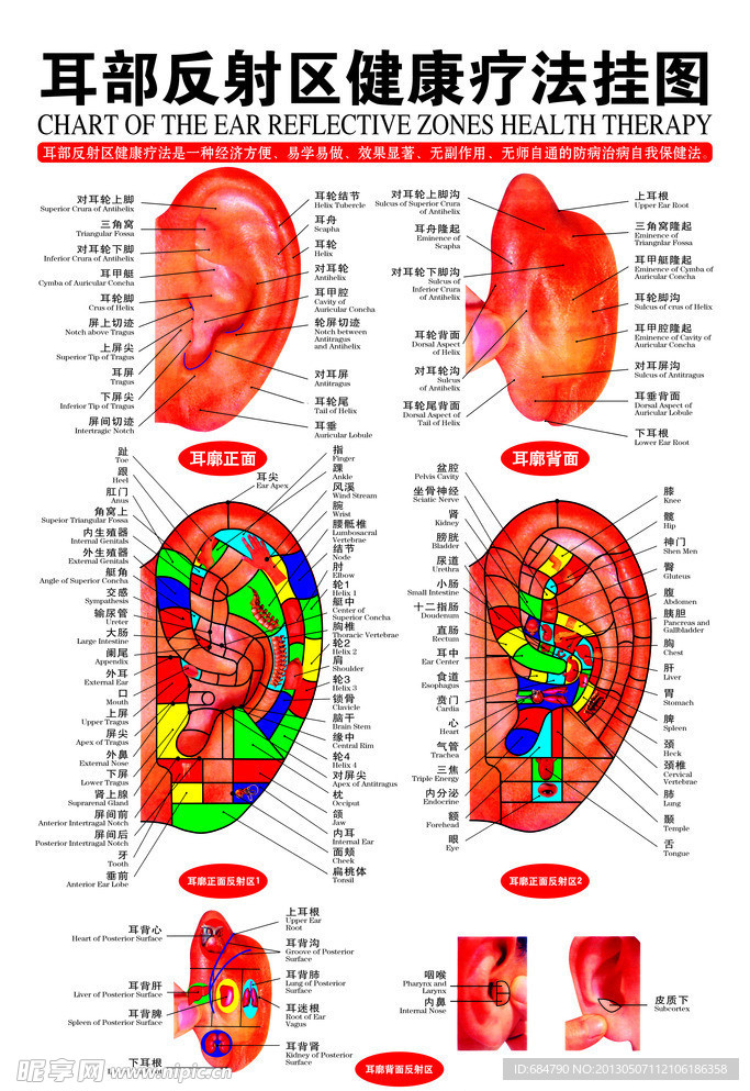 耳部反射区挂图
