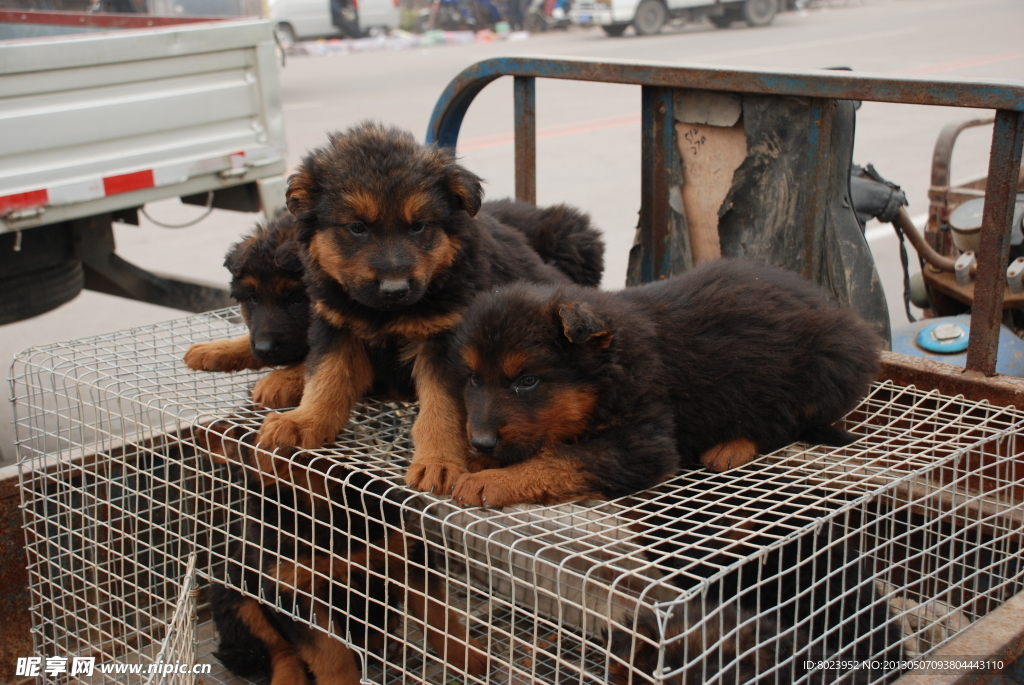 牧羊犬