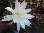 仙人球花