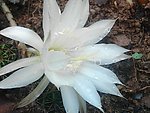 仙人球花