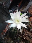 仙人球花