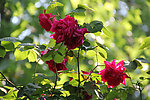 月季花