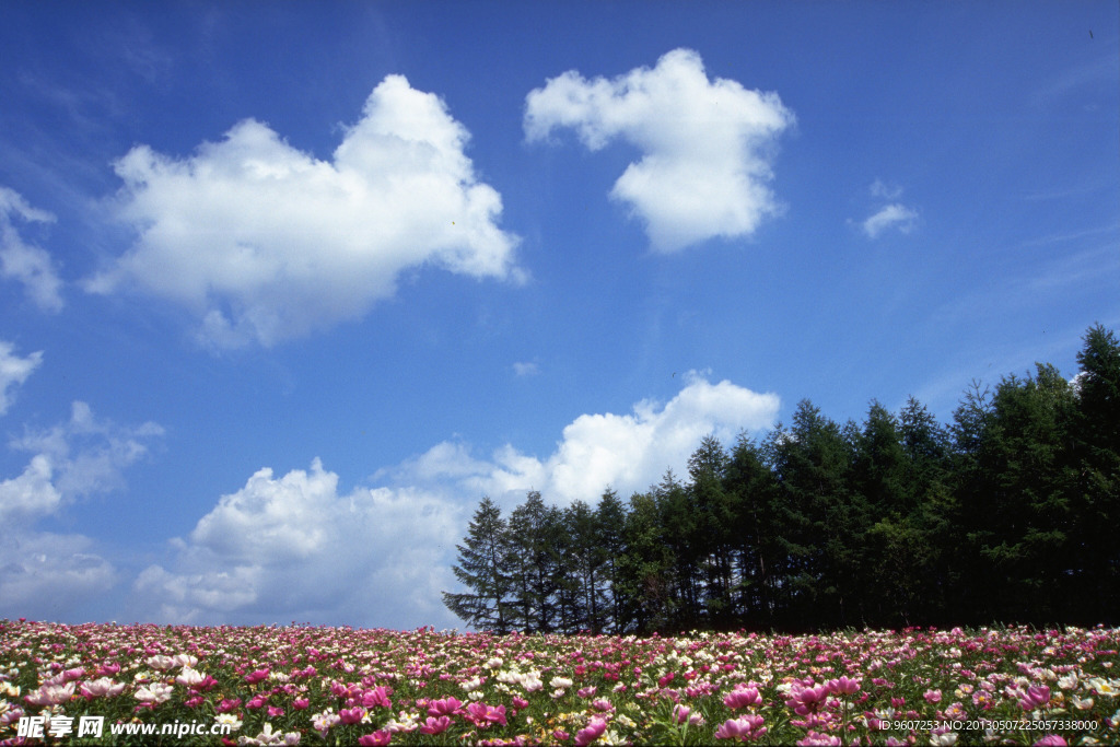 花海