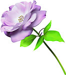 鲜花