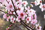 春暖花开