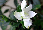 栀子花