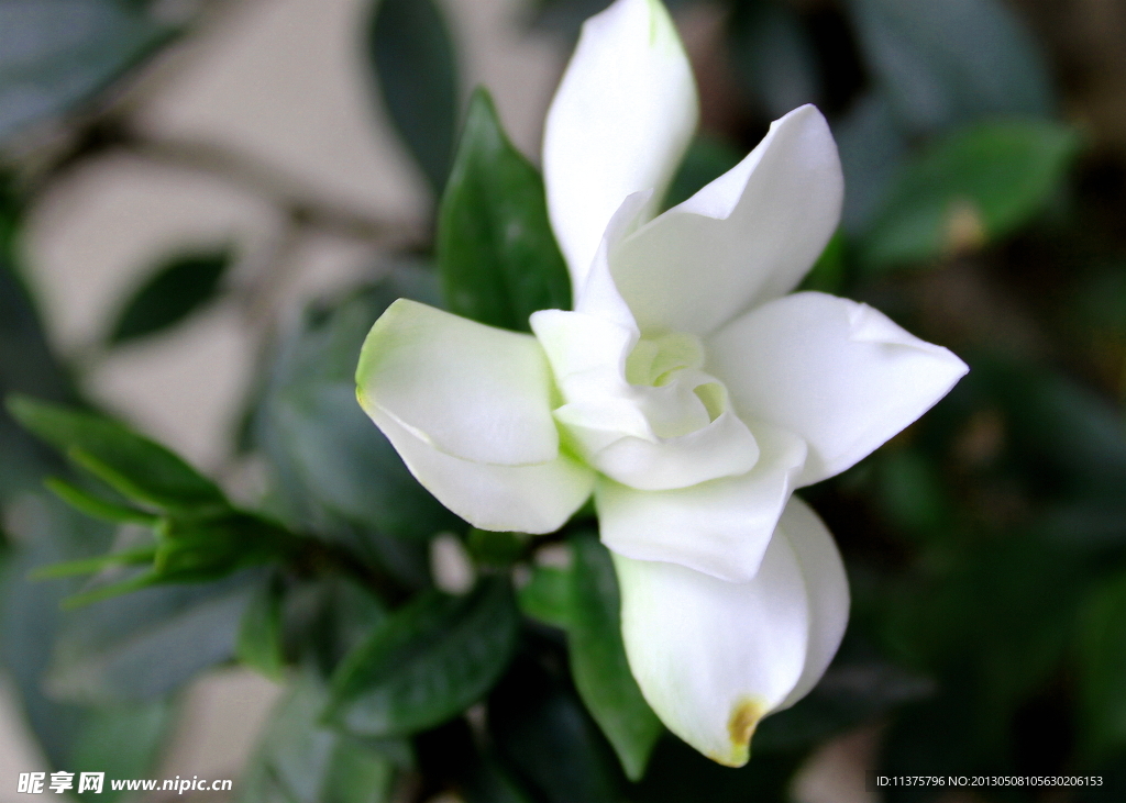 栀子花