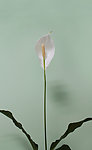 白鹤芋