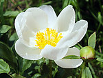 校园芍药花