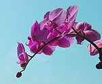 蝴蝶蓝花