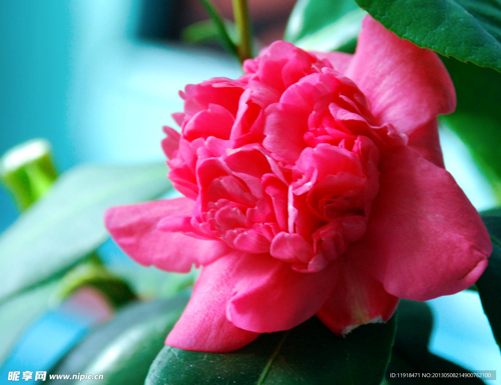 茶花