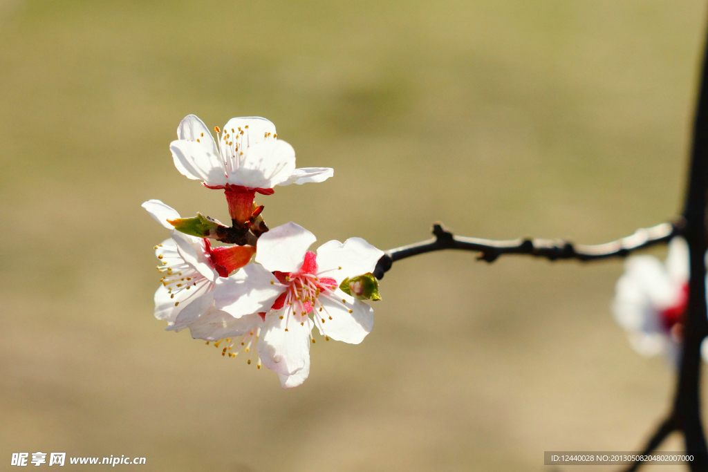 桃花
