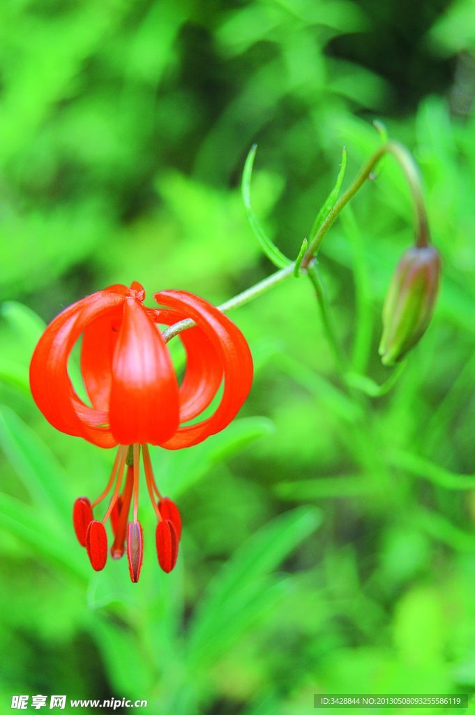 山丹花
