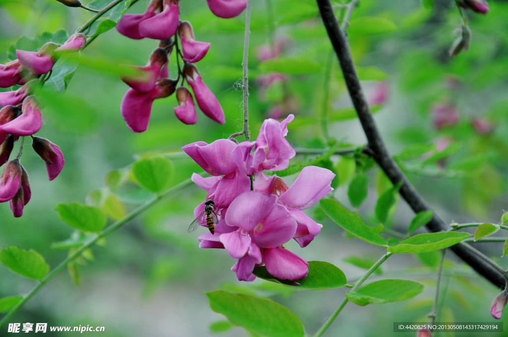 红槐花