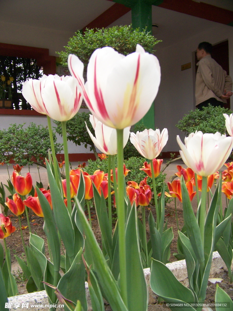 郁金香 花 花卉