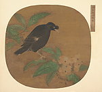 枇杷八哥图团扇页