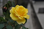玫瑰花