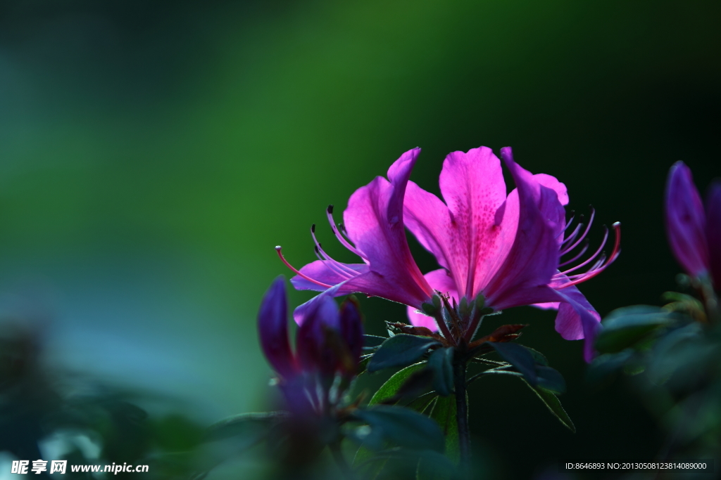 杜鹃花