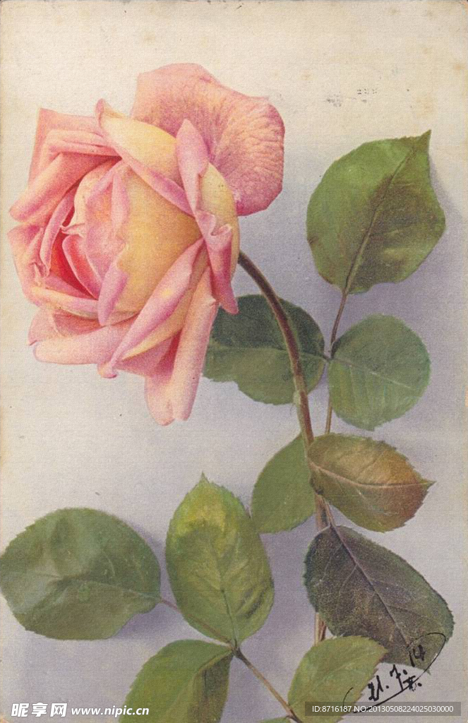 复古粉色玫瑰花