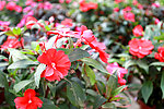 花卉