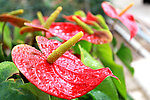 花卉