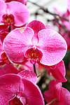 花卉