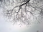 树枝