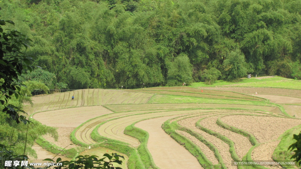 甲茶风景