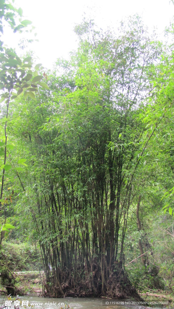 甲茶风景